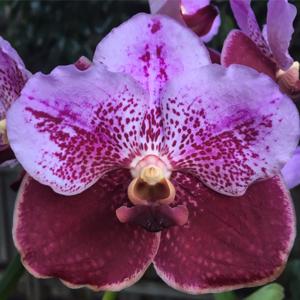 Vanda Pimchai Beauty