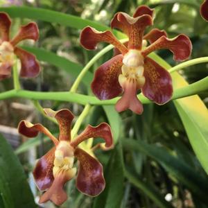 Vanda Motes Mahogany