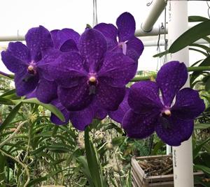 Vanda Pachara Delight