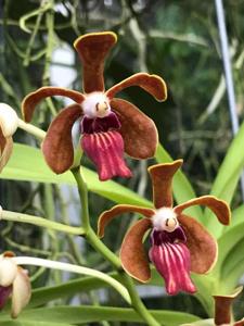 Vanda Limbo Dancer