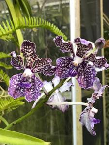 Vanda Rinka