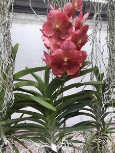 Vanda Adisak Happiness