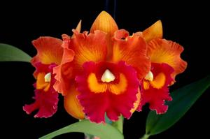 Rhyncholaeliocattleya Nakornchaisri Delight