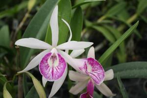 Brassocattleya Clear Stars