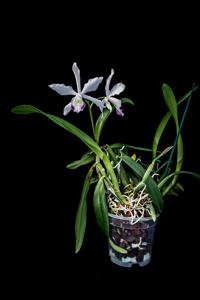 Cattleya Berlin Blue Moon