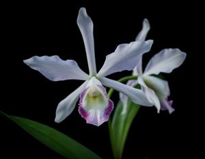 <i>Cattleya</i> Berlin Blue Moon