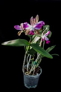 Cattleya Interglossa