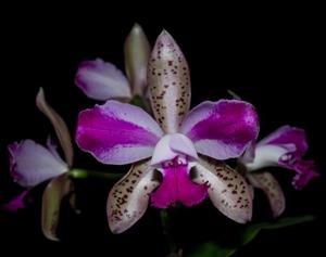 Cattleya Interglossa