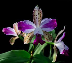 Cattleya Interglossa