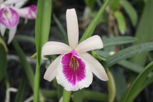 Brassocattleya Clear Stars