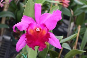 Rhyncholaeliocattleya Amy Wakasugi