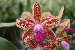 Cattleya Day Tripper