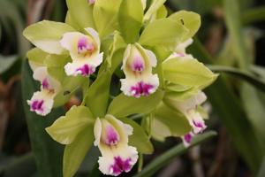 Cattleya Green Veil