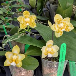 Phalaenopsis Summer Golden Jade