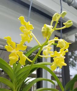 Vanda Sandra Gail Hatos