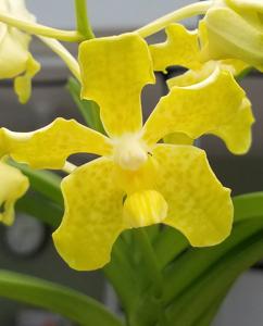 Vanda Sandra Gail Hatos