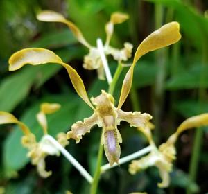 Dendrobium Hua Hin