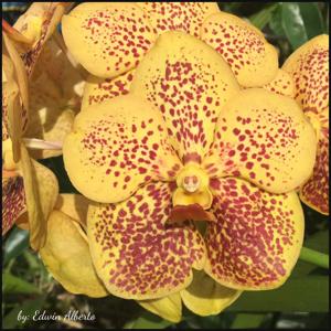 Vanda Edwin Alberto