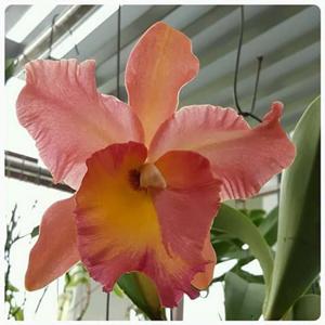 Rhyncholaeliocattleya Duh's Miracle