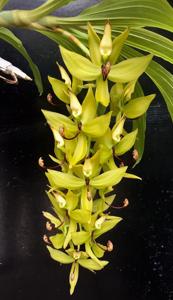 Cycnoches Jumbo Cooper
