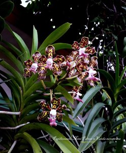 Papilionanda Mimi Palmer-sumatrana