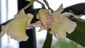 Dendrobium Niep Snowstorm