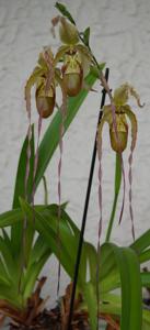 Phragmipedium Leslie Garay