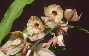 Catasetum Kidney Beans