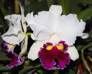 Cattleya Jane Warne