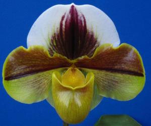 Paphiopedilum Aragon