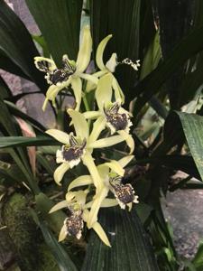 Coelogyne Burfordiense