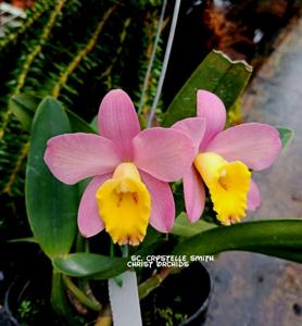 Cattleya Crystelle Smith