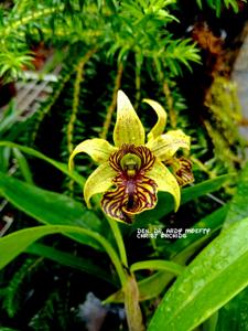 Dendrobium Dr Ardy Moefty