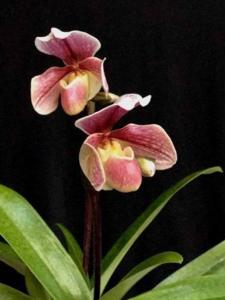 Paphiopedilum Candy Pink