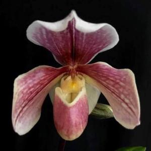 Paphiopedilum Candy Pink