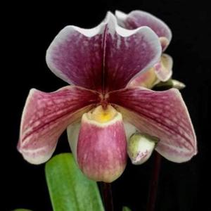 Paphiopedilum Candy Pink