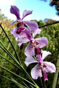 Papilionanda Madame Dinger