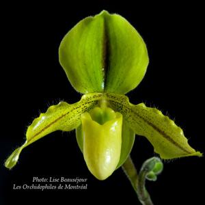 Paphiopedilum Avalon Druid