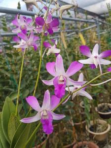 Dendrobium Indonesia