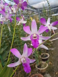 Dendrobium Indonesia