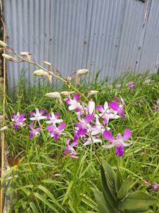 Dendrobium Indonesia