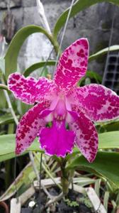 Cattleya Fort Motte