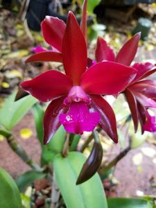 Cattlianthe Sagarik Wax