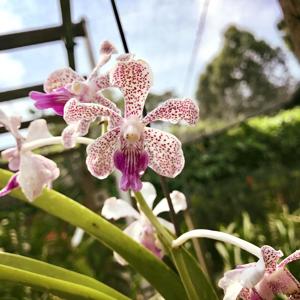 Vanda Chris Tan-Yin Hwee