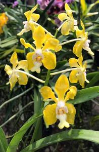 Vanda Bronze Butterfly