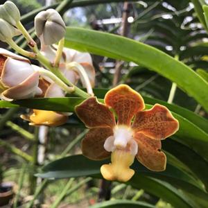 Vanda hebraica