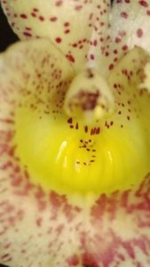 Catasandra Jumbo Express