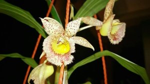 Catasandra Jumbo Express