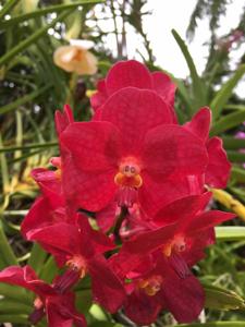 Vanda Fiftieth State Beauty