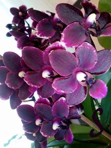 Phalaenopsis Frog Hollow Black Cherry Sundae